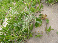 Panicum racemosum