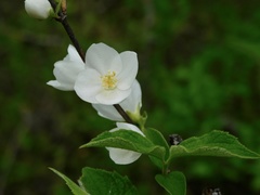 Philadelphus hirsutus