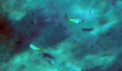 Iniistius aneitensis