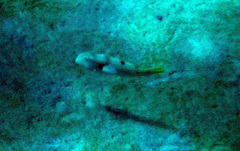 Iniistius aneitensis