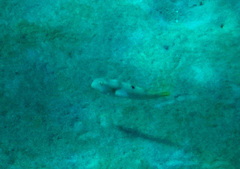 Iniistius aneitensis