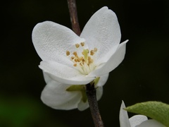 Philadelphus hirsutus