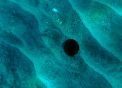 Cymolutes lecluse