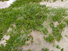 Panicum racemosum