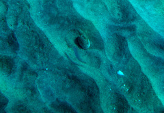 Cymolutes lecluse