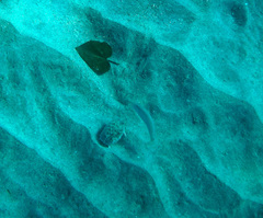 Cymolutes lecluse