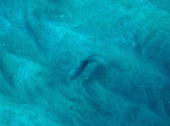 Iniistius umbrilatus