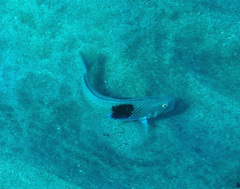 Iniistius umbrilatus