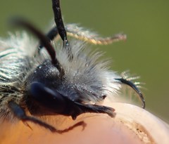 Hoplandrena