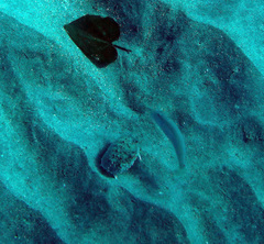 Cymolutes lecluse