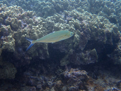 Scomberoides lysan