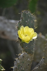 Opuntia
