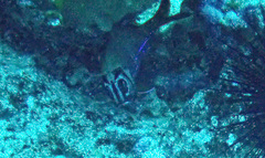 Sargocentron tiere