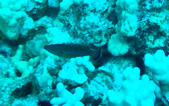 Pseudojuloides cerasinus