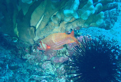 Sargocentron tiere