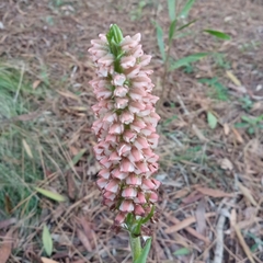 Skeptrostachys montevidensis