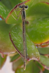 Platycnemis acutipennis