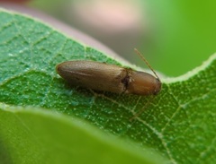 Dolerosomus silaceus