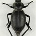 Desert Stink Beetles - Photo (c) pcastrovillo, some rights reserved (CC BY-NC), uploaded by pcastrovillo
