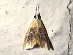 Glaphyria fulminalis