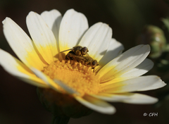 Tetropismenus hirtus
