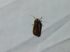 Ochropleura