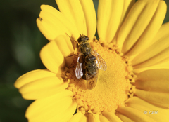 Tetropismenus hirtus