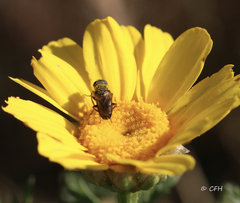 Tetropismenus hirtus