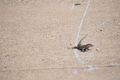 Aspidoscelis gularis