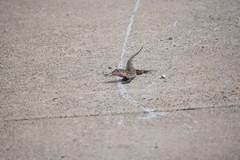 Aspidoscelis gularis