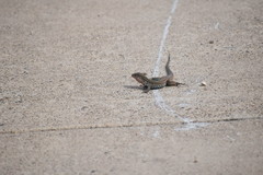 Aspidoscelis gularis