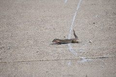 Aspidoscelis gularis