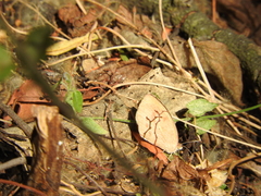 Eurema daira eugenia