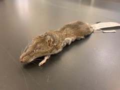 Peromyscus polionotus