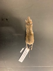 Peromyscus polionotus