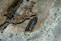 Armadillidium germanicum