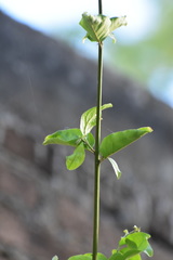 Sageretia thea