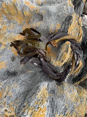 Ecklonia maxima