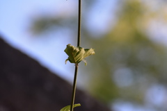 Sageretia thea