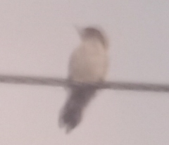 Dryobates callonotus