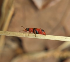 Collops quadrimaculatus