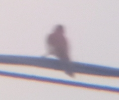 Dryobates callonotus