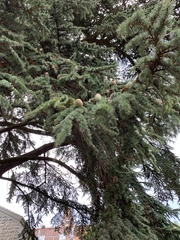 Cedrus libani