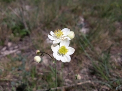 Thalictrum tuberosum