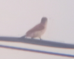 Dryobates callonotus