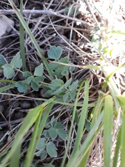 Thalictrum tuberosum