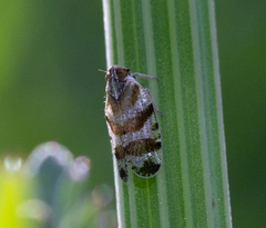 Tachycixius venustulus