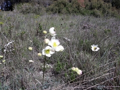 Thalictrum tuberosum