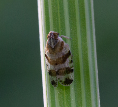 Tachycixius venustulus