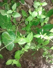 Moehringia pentandra